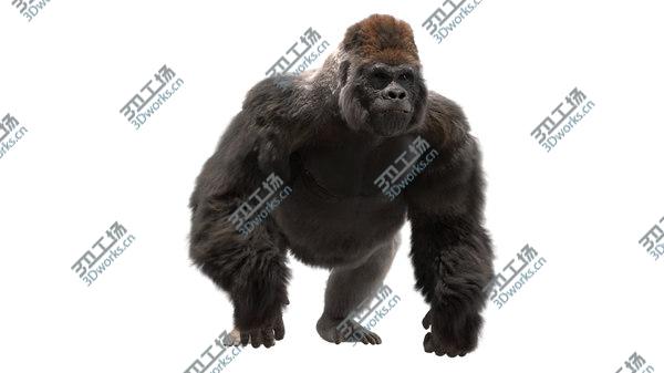 images/goods_img/20210312/3D Lowland Gorilla Fur (Rigged)/3.jpg